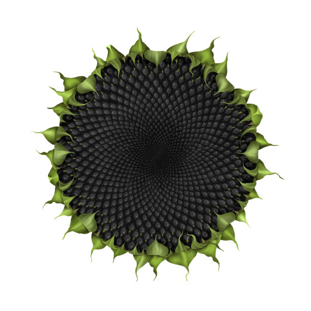 向日葵孤立白色背景图片下载