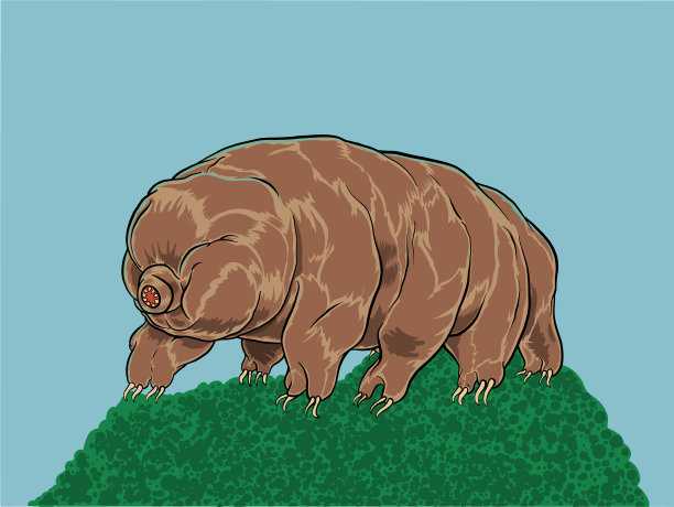 缓步动物或水熊图片下载