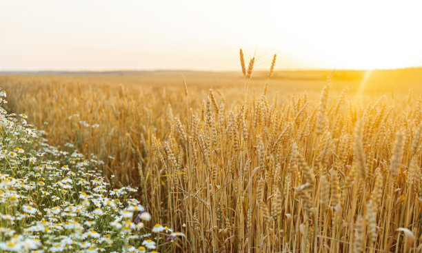 小麦和甘菊田。金色的麦穗。美丽的自然日落景观。阳光下的乡村风光。麦田成熟穗的背景。丰收的概念。图片下载