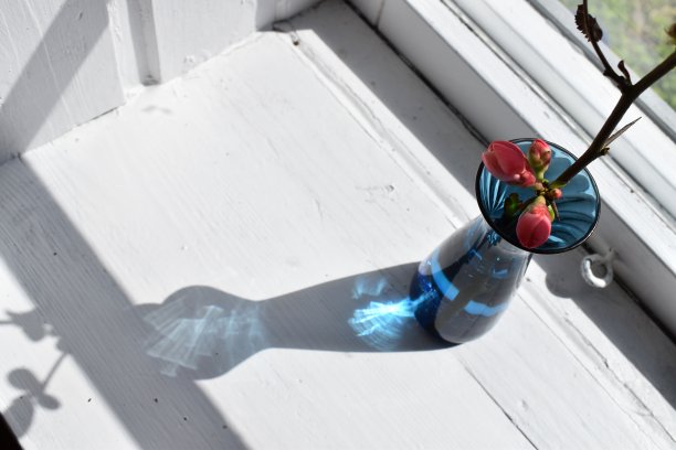 高角度上的一个盛开的榅桲枝的花束。图片下载