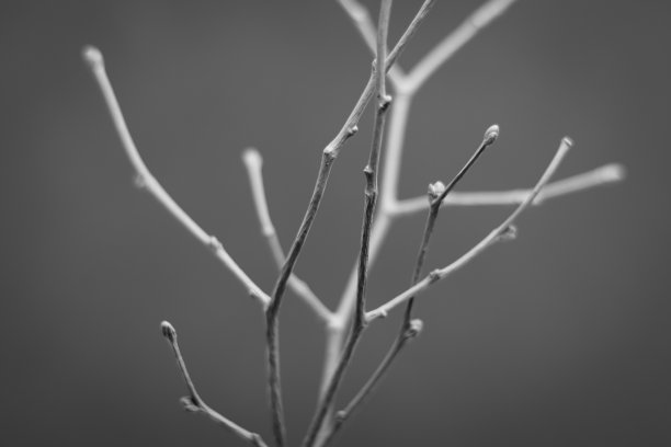 离焦白色画细枝特写在灰色的背景。图片下载