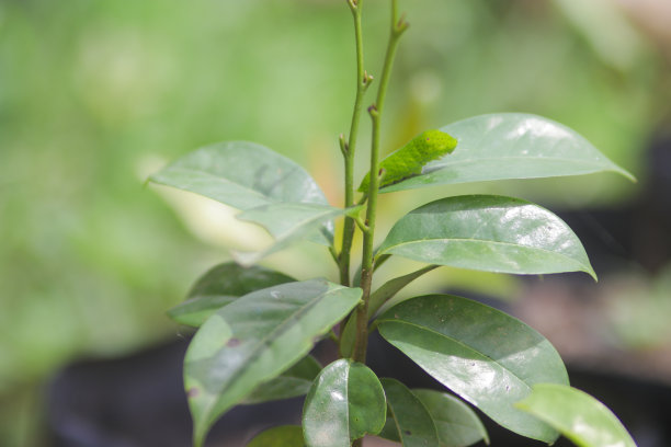 可爱的小毛毛虫爬在树上。卡特彼勒股票图片图片下载