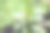 可爱的小毛毛虫爬在树上。卡特彼勒股票图片图片下载