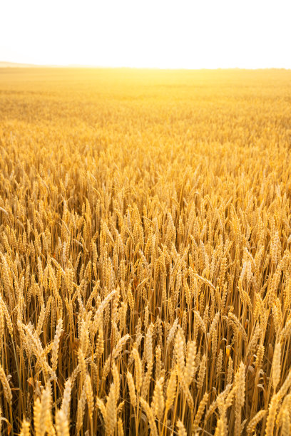 麦田。靠近金色的麦穗。美丽的自然日落景观。阳光下的乡村风光。麦田成熟穗的背景。丰收的概念。图片下载