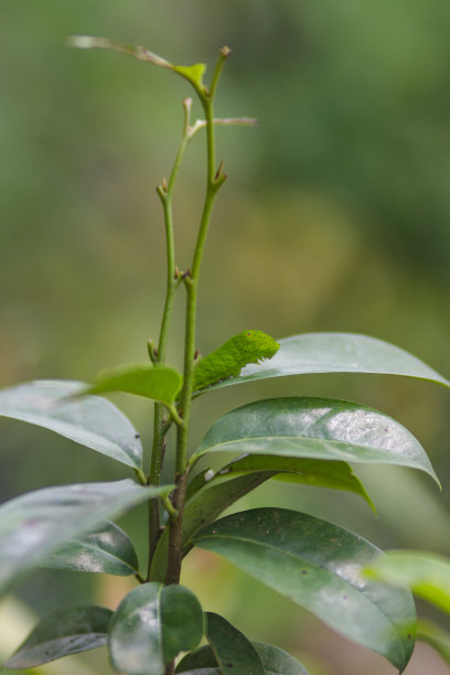 可爱的小毛毛虫爬在树上。卡特彼勒股票图片图片下载
