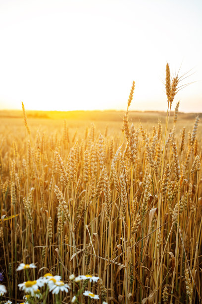 麦田。靠近金色的麦穗。美丽的自然日落景观。阳光下的乡村风光。麦田成熟穗的背景。丰收的概念。图片下载
