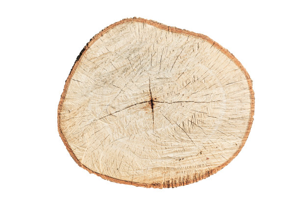 伐木的近景显示出木材的纹理，图片下载