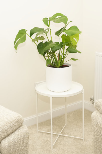 怪物绿色植物在白色花盆在中性装饰的家图片下载