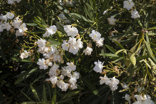 夏日里，美丽的白色切花点缀在五彩缤纷的花园里图片下载