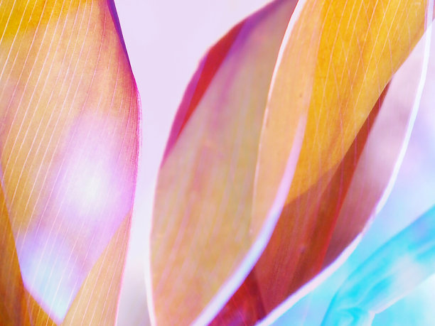 抽象的花朵背景图片下载