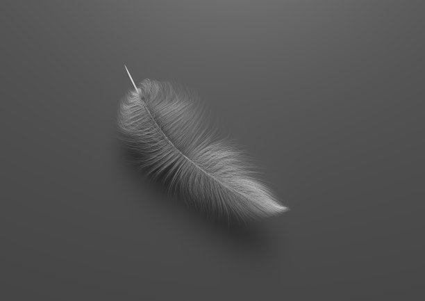 灰色背景上的白色羽毛图片下载