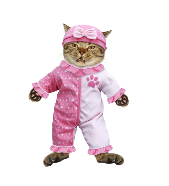 小猫穿着粉红色的紧身衣图片下载