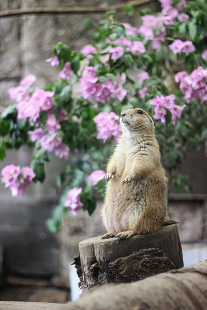 动物园里的土拨鼠图片下载