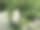 普通山楂(山楂)白色的春天开花图片下载
