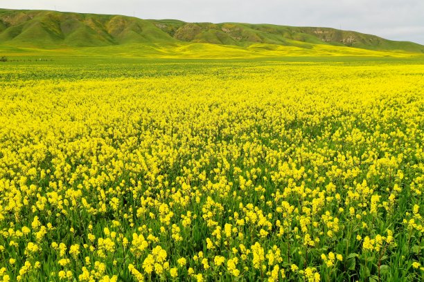 加利福尼亚的花田图片下载