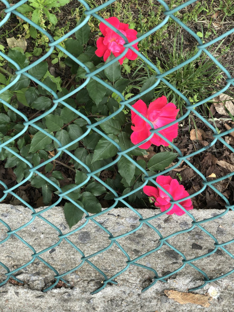 日本玫瑰图片下载