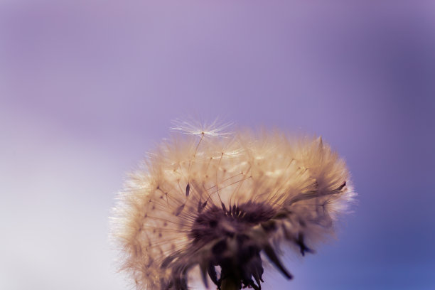 蒲公英与天空，紫色，蓝色的天空图片下载