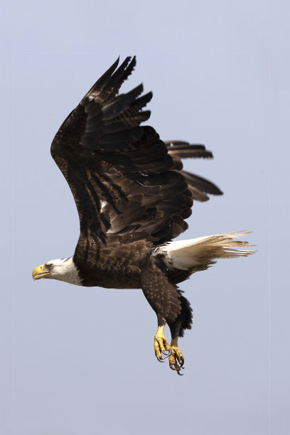 白头海雕图片下载