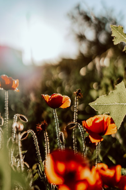 美丽的罂粟对天空的照片。日落和阳光。垂直照片，手机屏保图片下载