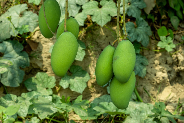 德西生青芒果在一棵小芒果树上图片下载