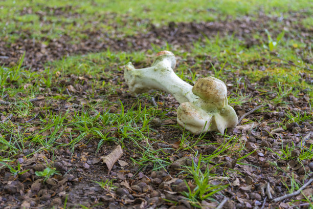 森林里的骨头。图片下载