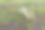 森林里的骨头。图片下载
