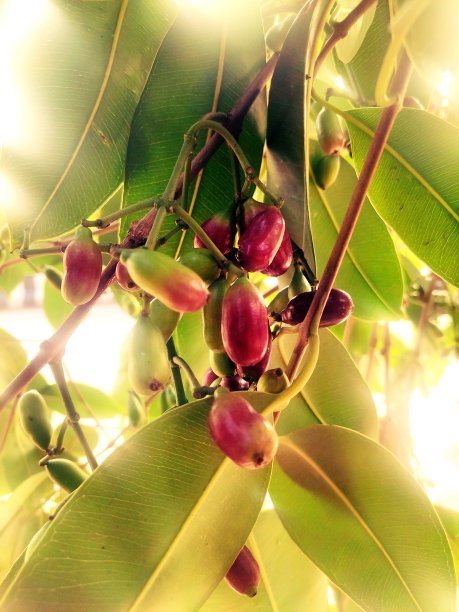 黑莓树图片下载