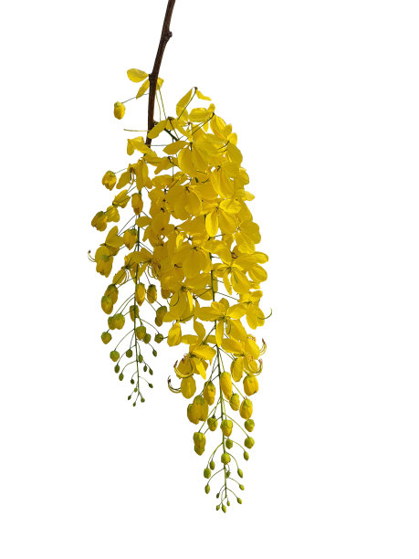 决明子瘘或金淋浴树是一种中等大小的多年生植物。盛开在一个美丽的黄色花束，在白色的背景。图片下载