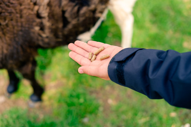 在农场/动物园里抱着山羊饲料的小孩。图片下载