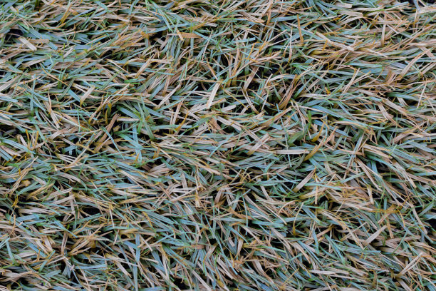 纹理背景从一个人造草坪足球场或后院。一种绿色、米黄色和黄色花朵的干枯的人造草。不是真实的报道。高质量的照片图片下载