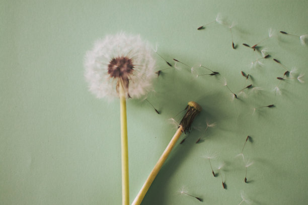 锤子上的蒲公英图片下载