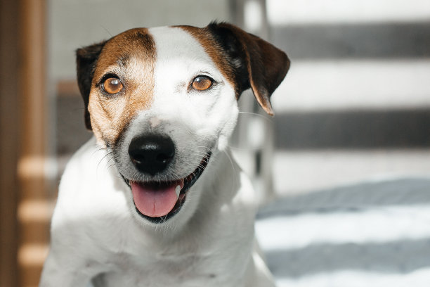 可爱的Jack Russell在家里对着镜头微笑图片下载