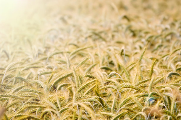 背景是成熟的小麦穗与阳光，麦田在地里。在乡村草地的地平线上复制空间。这是一个阳光明媚的夏天丰收的想法图片下载