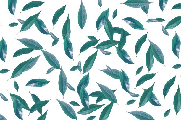 绿叶图案自然背景上的白色背景。自然生态概念图片下载
