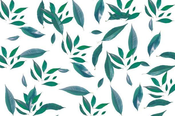 绿叶图案自然背景上的白色背景。自然生态概念图片下载