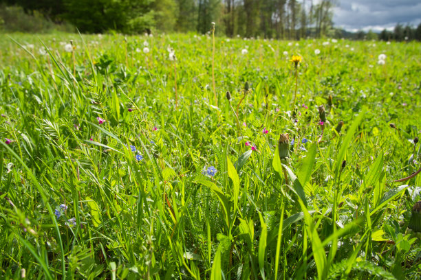 春天有不同植物的天然绿色草地图片下载