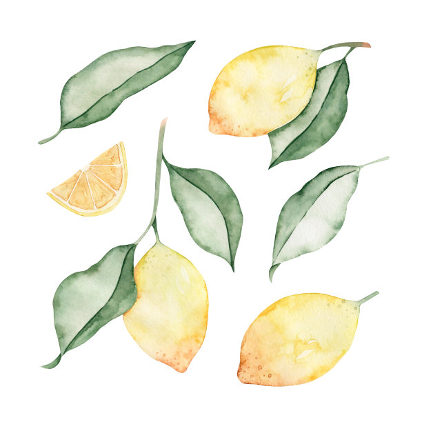 一套水彩手绘嫩枝与柠檬，切片水果，柑橘片。热带食物。叶子。孤立在白色背景上。图片下载