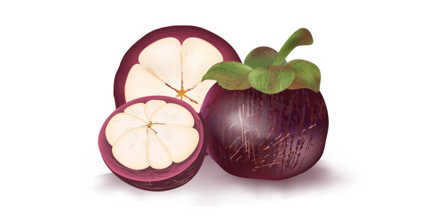 现实的山竹果向量集图片下载