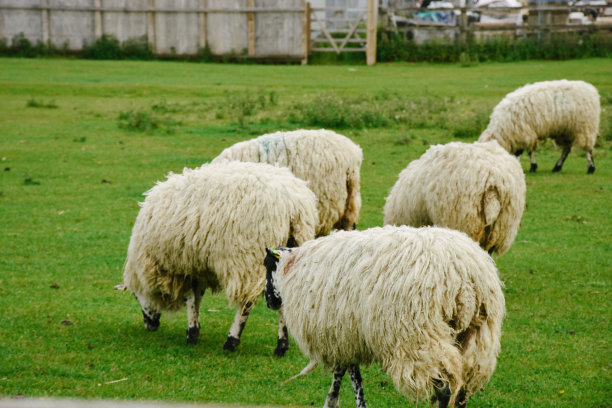一群黑脸的羊在农场吃草图片下载