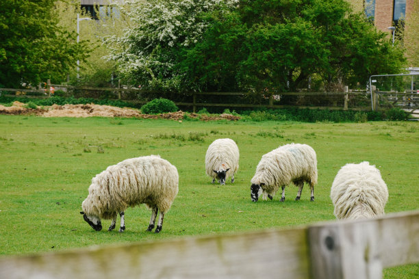 一群黑脸的羊在农场吃草图片下载