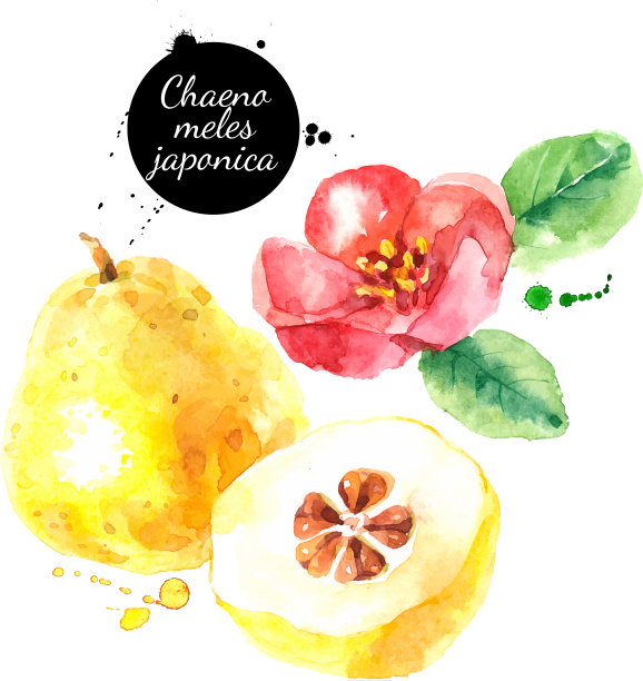 水彩木瓜画孤立图片下载