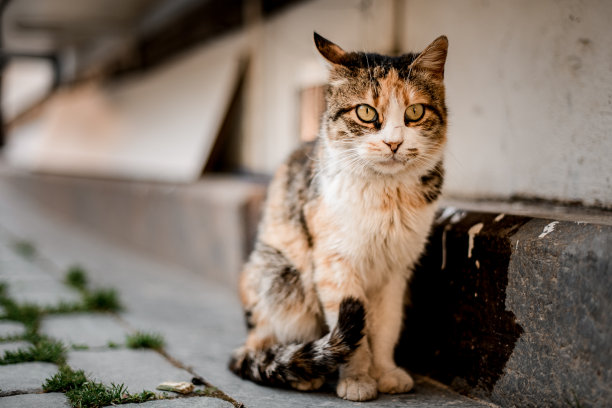 可爱的条纹猫坐在街道上模糊的背景图片下载