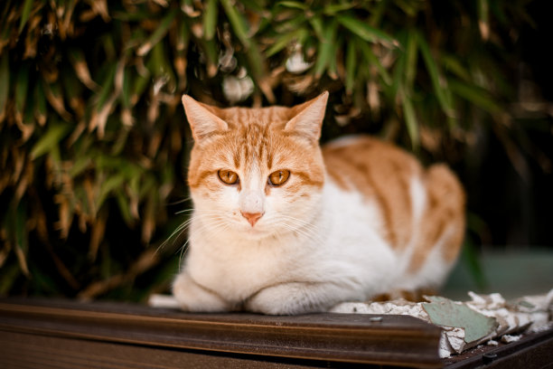 美丽的白色和红色的猫休息在户外模糊的背景图片下载