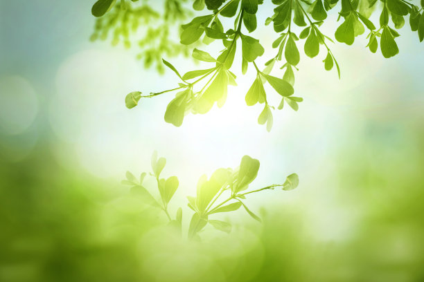 世界环境日概念:绿草蓝天抽象背景与散景图片下载