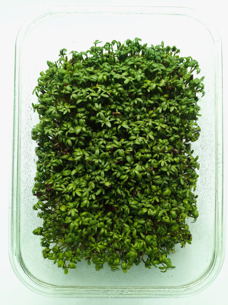 正上方白色背景下盘子里的草药图片下载