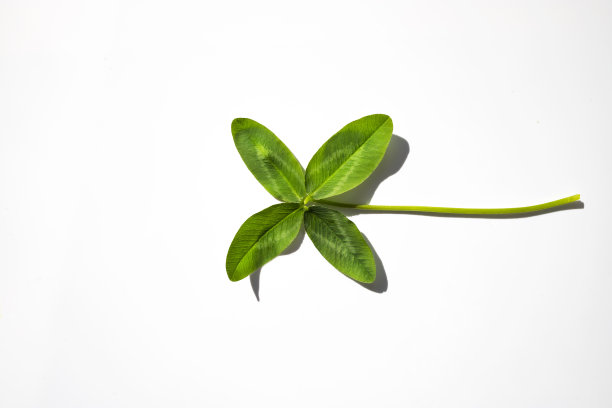 四叶新鲜三叶草接近白色的背景。顶部视图，放置文本。图片下载