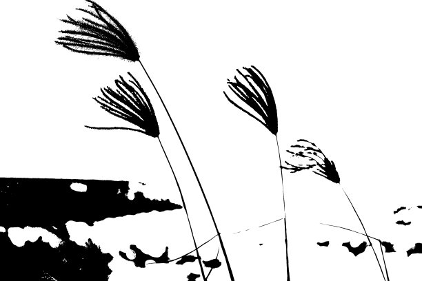 芦苇黑白艺术摄影图片下载