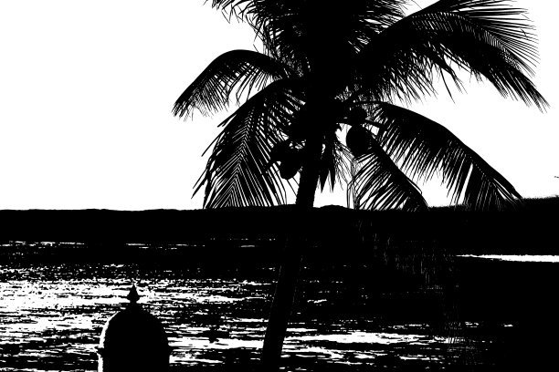 海上棕榈树的黑白艺术照片图片下载