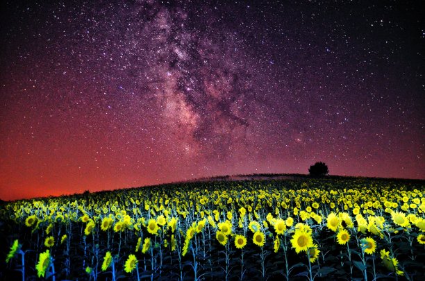 Milkway和sunflovers图片下载