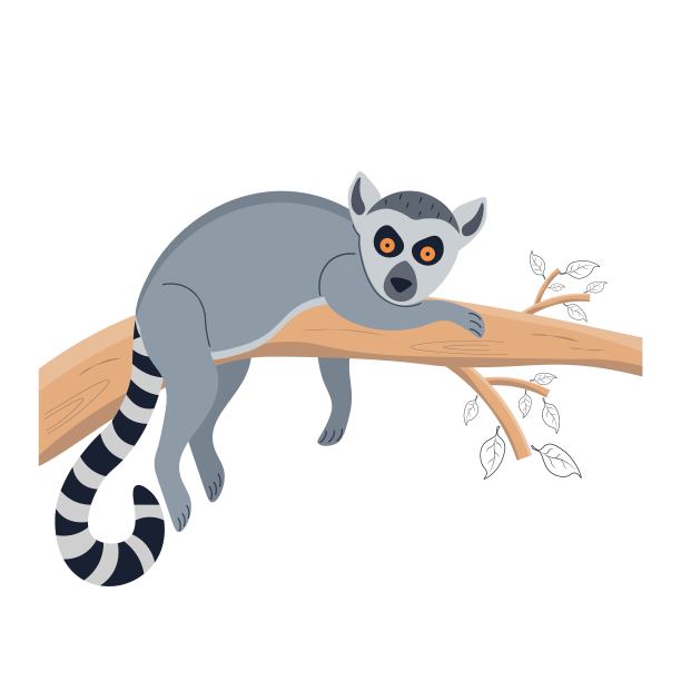 狐猴在树上。一只动物躺在树上。角色为儿童海报，明信片，装饰。矢量插图孤立的背景。图片下载